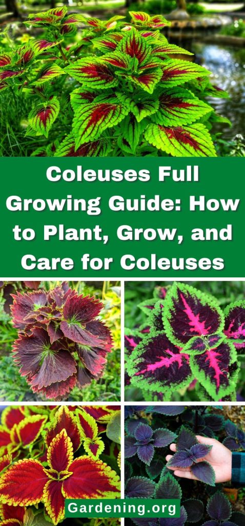 Coleuses Full Growing Guide: How to Plant, Grow, and Care for Coleuses pinterest image.