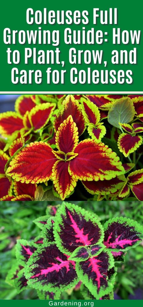 Coleuses Full Growing Guide: How to Plant, Grow, and Care for Coleuses pinterest image.