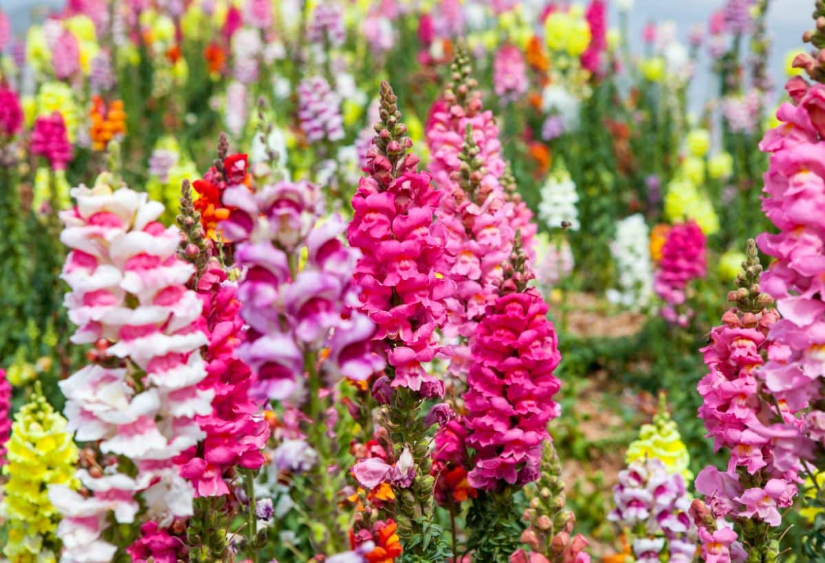 Colorful snapdragons