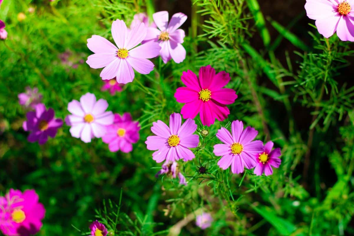 Cosmos in shades of pink
