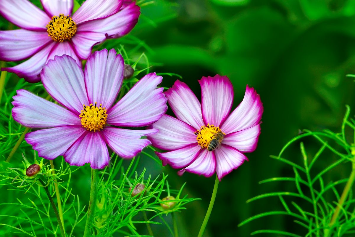 White cosmos edged with purple