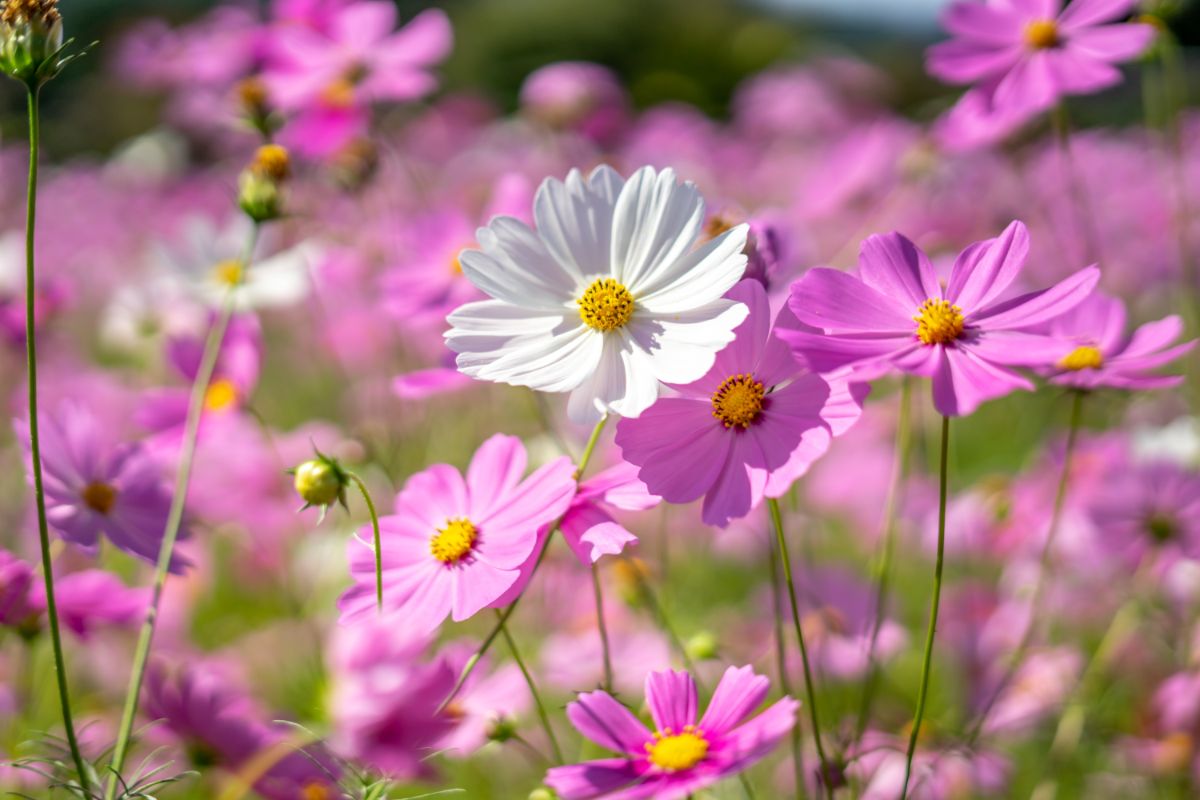 A stand of thriving cosmos flowers
