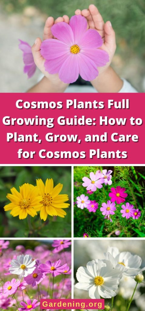 Cosmos Plants Full Growing Guide: How to Plant, Grow, and Care for Cosmos Plants pinterest image.