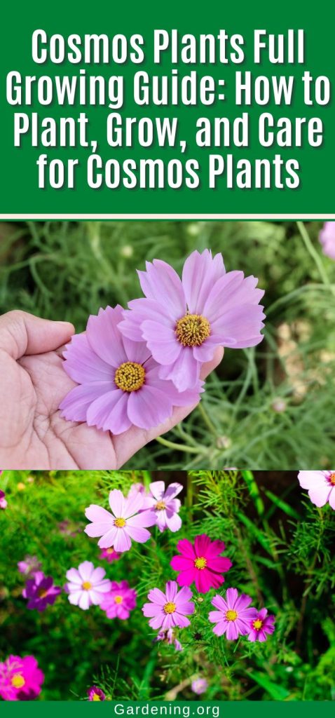 Cosmos Plants Full Growing Guide: How to Plant, Grow, and Care for Cosmos Plants pinterest image.