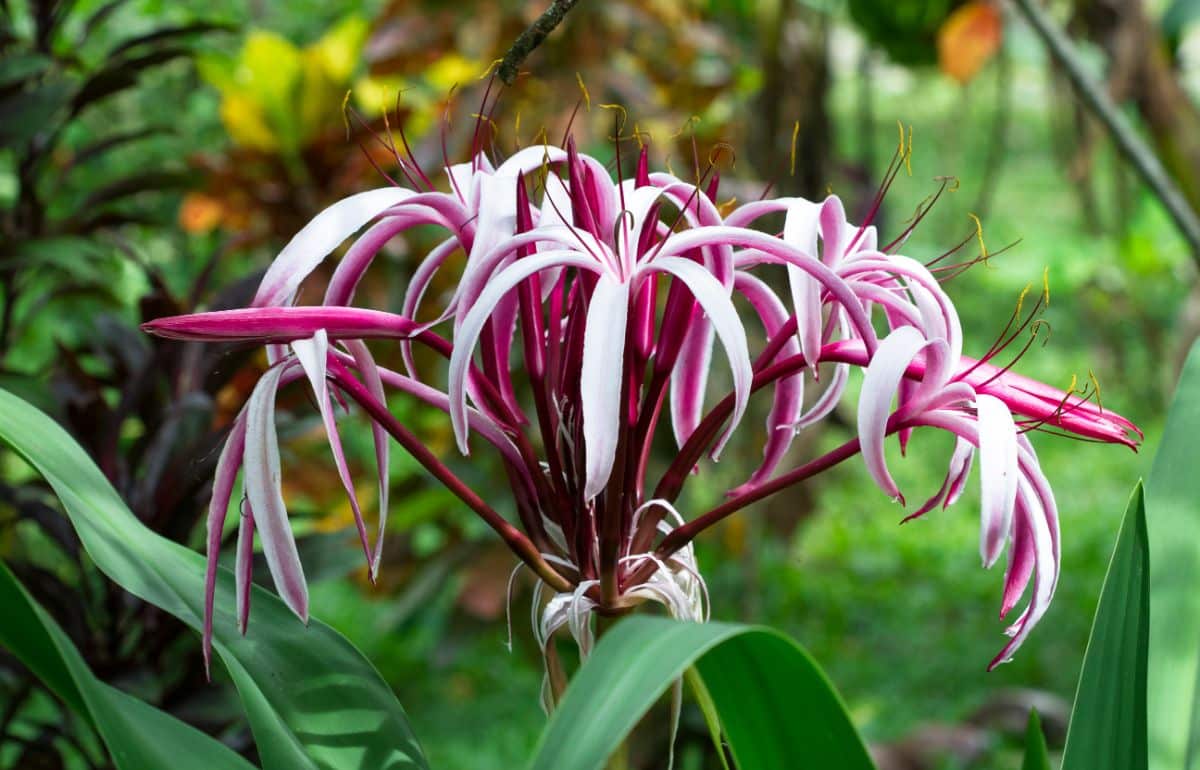 Purple and white spider lily