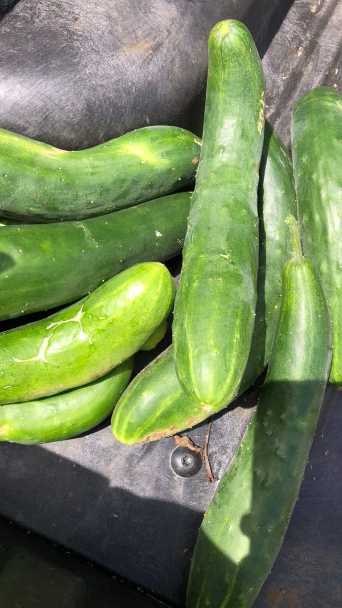 Extra cucumbers to be bartered.