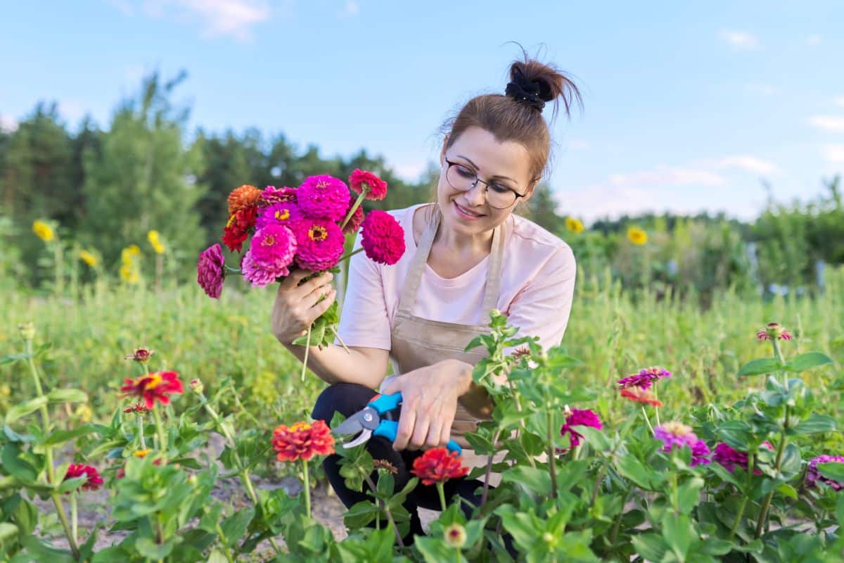 A woman cutting zinnias for a vase