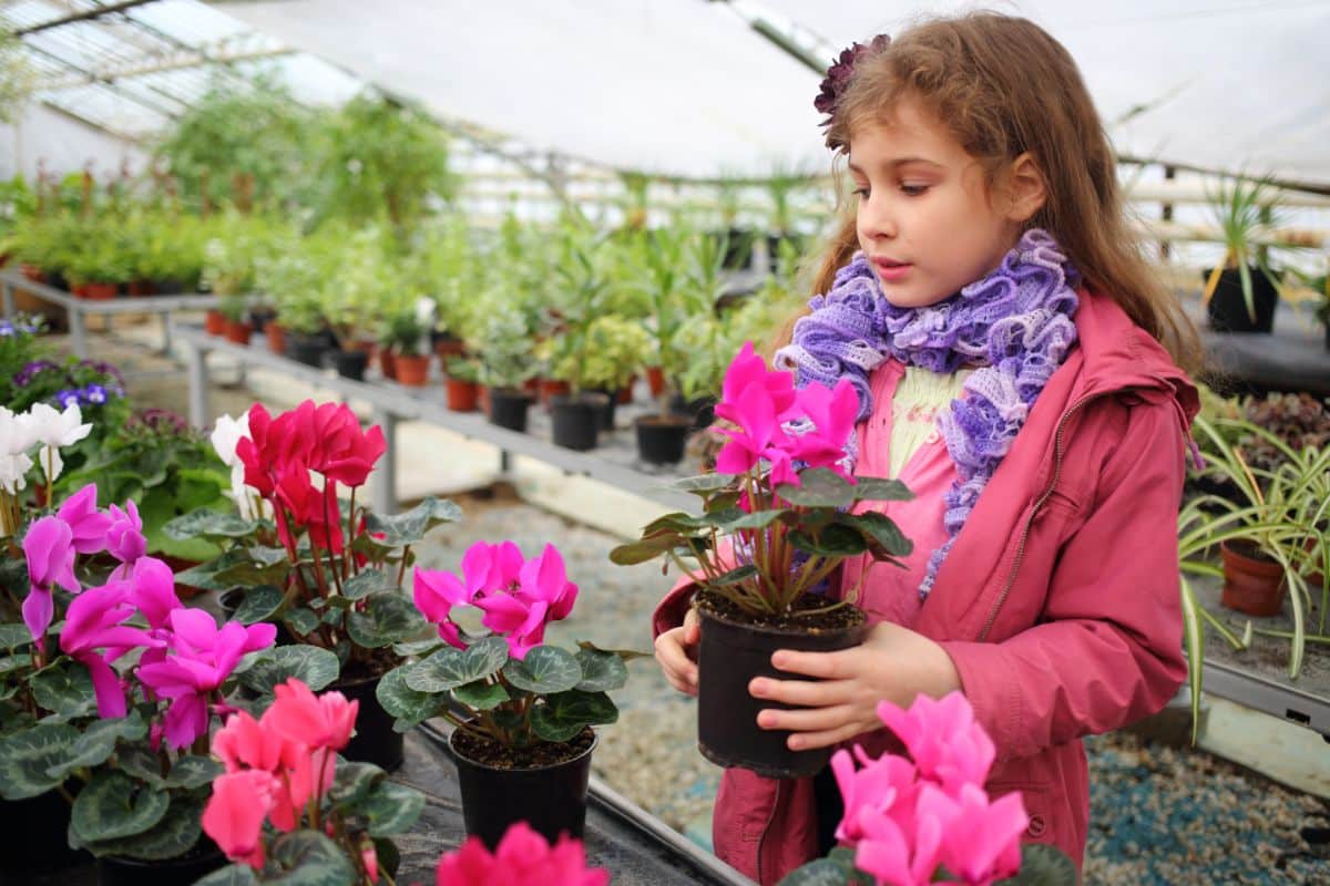 A young girl picking out cyclamen plants