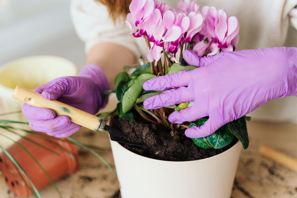 A person potting up a cyclamen