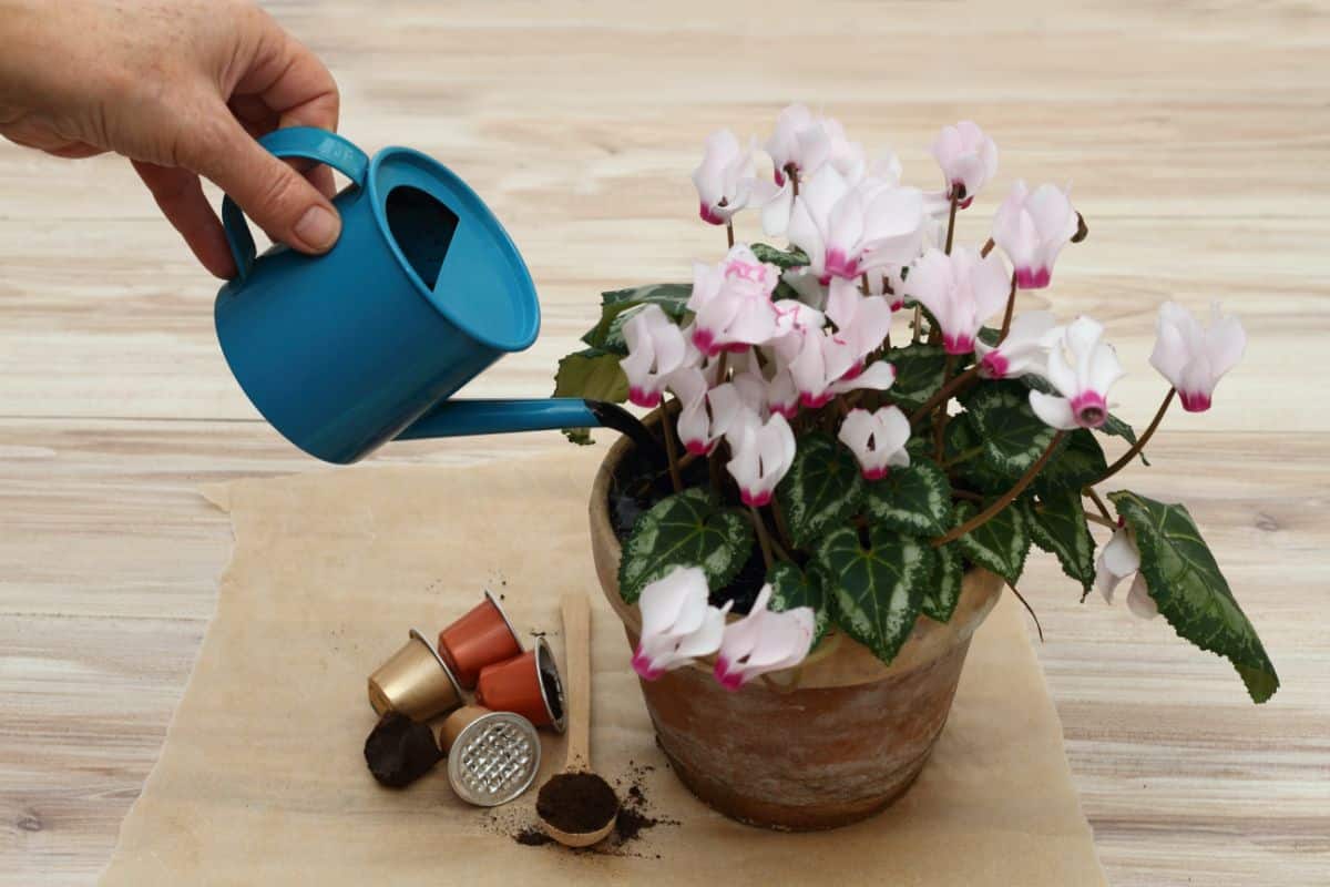 Fertilizing a potted cyclamen