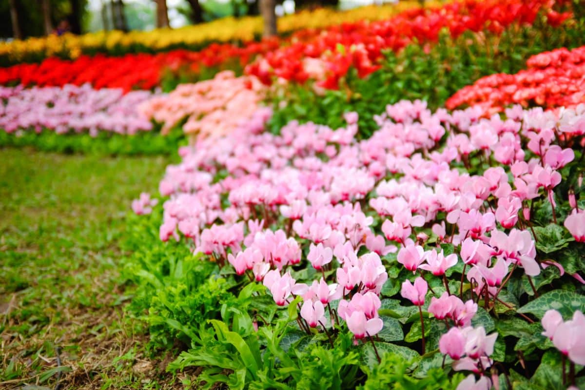 Cyclamen grown as a plant border