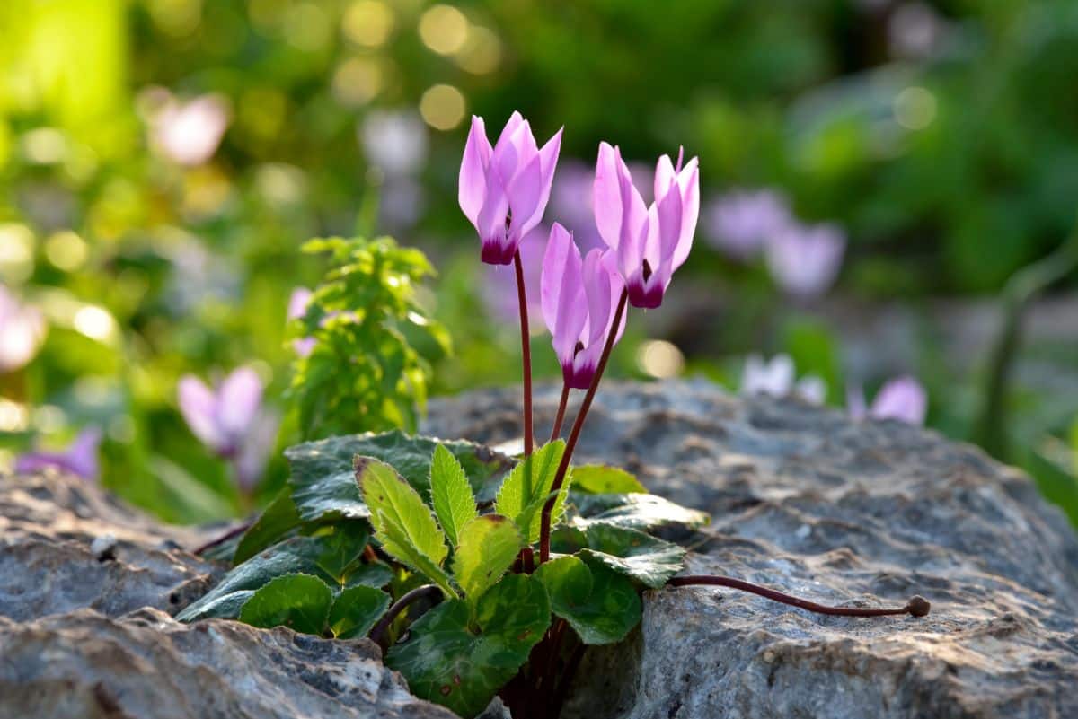 Cyclamen growing between rocks