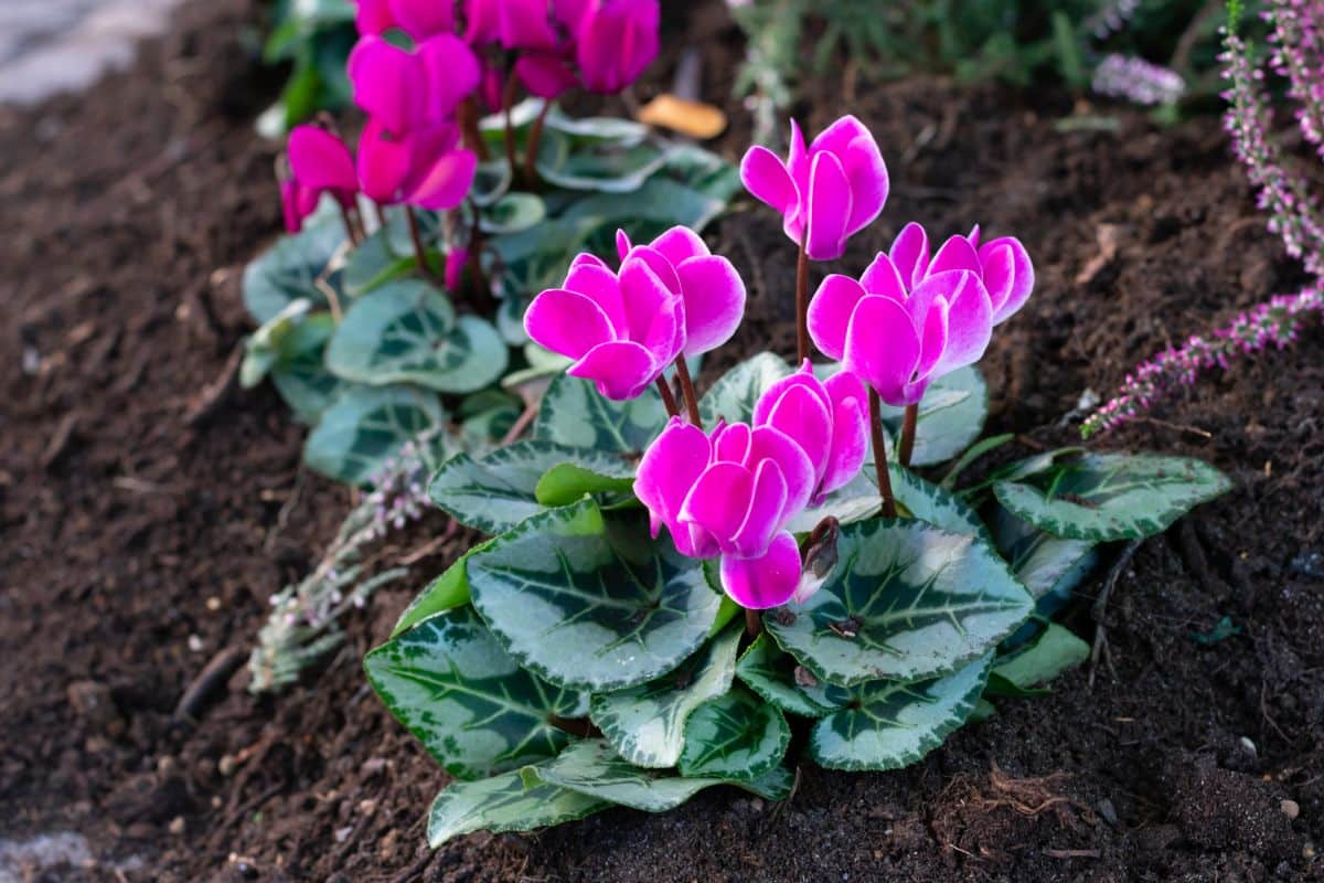 A flowering cyclamen with frosty looking leaves