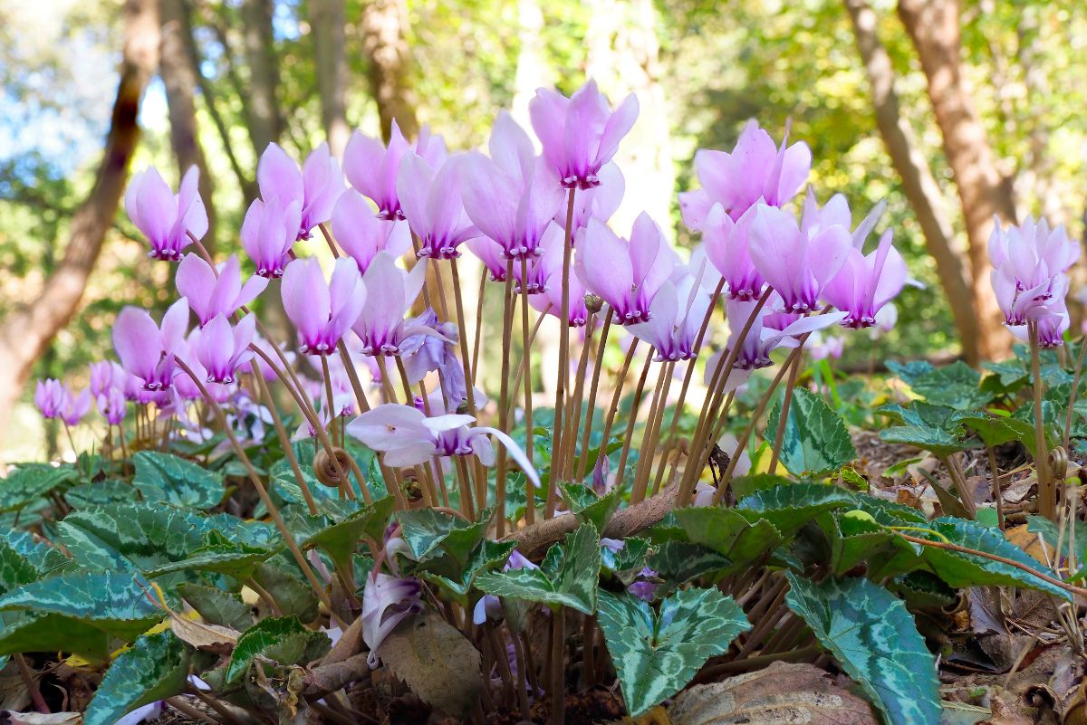 Cyclamen in a woodland planting