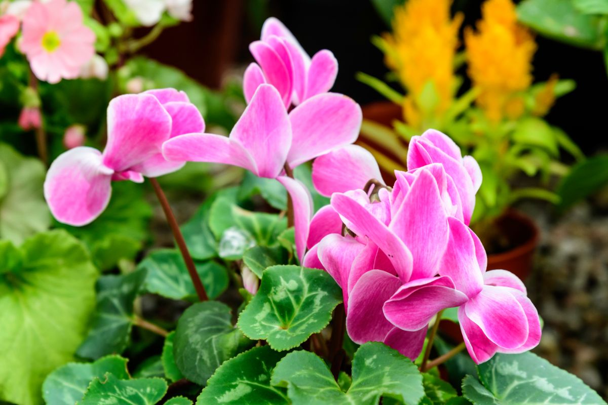 Cyclamen plant in bloom