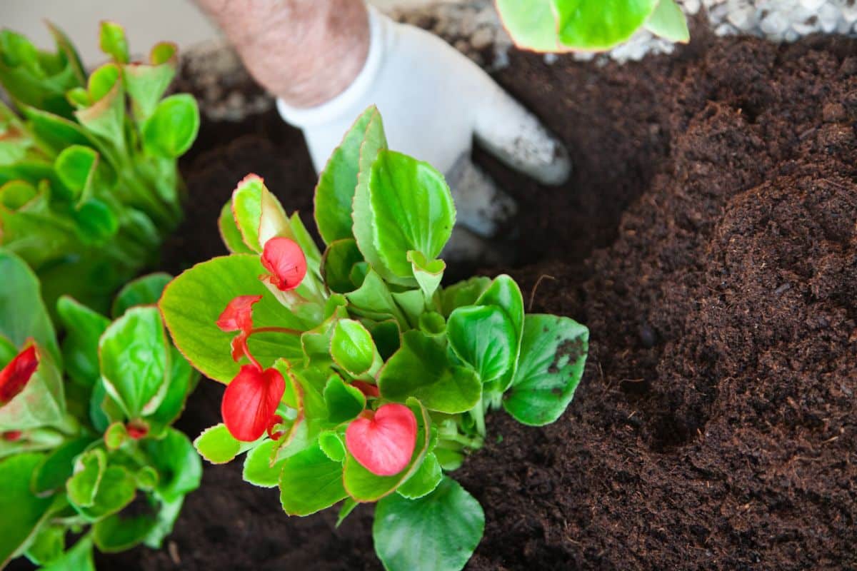 Planting cyclamen in a garden