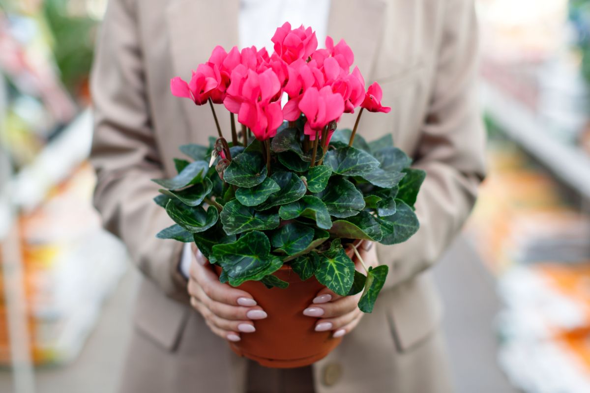 A potted cyclamen