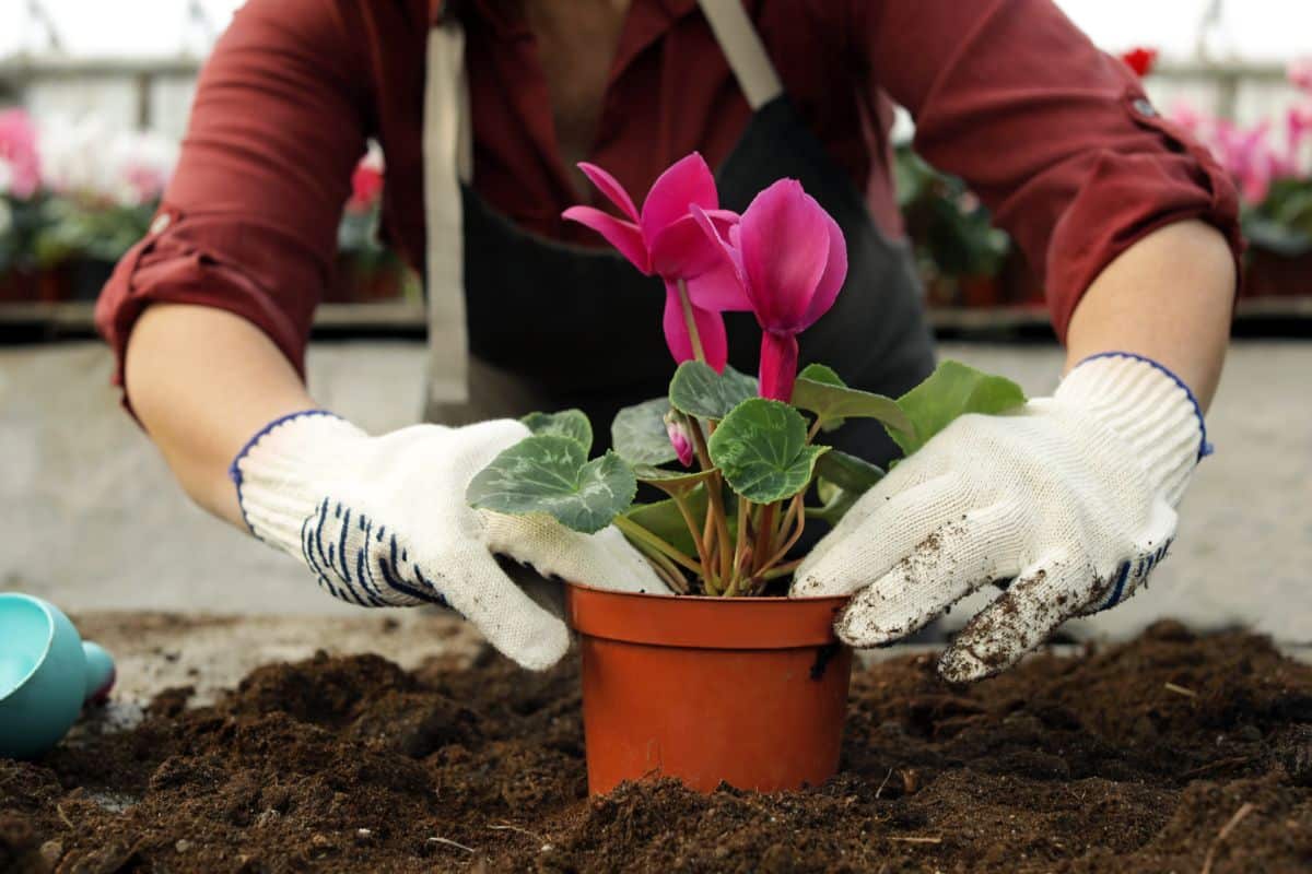 Planting a cyclamen in a container