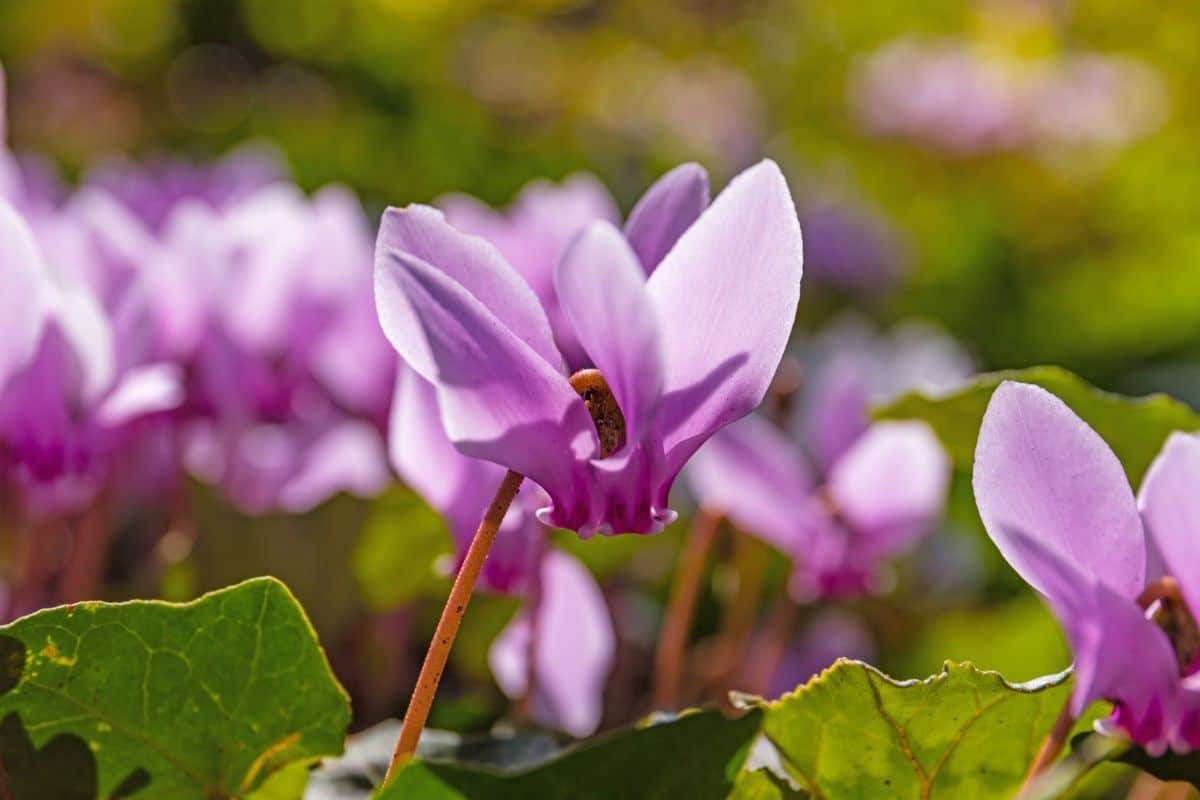 Purple cyclamen in bloom