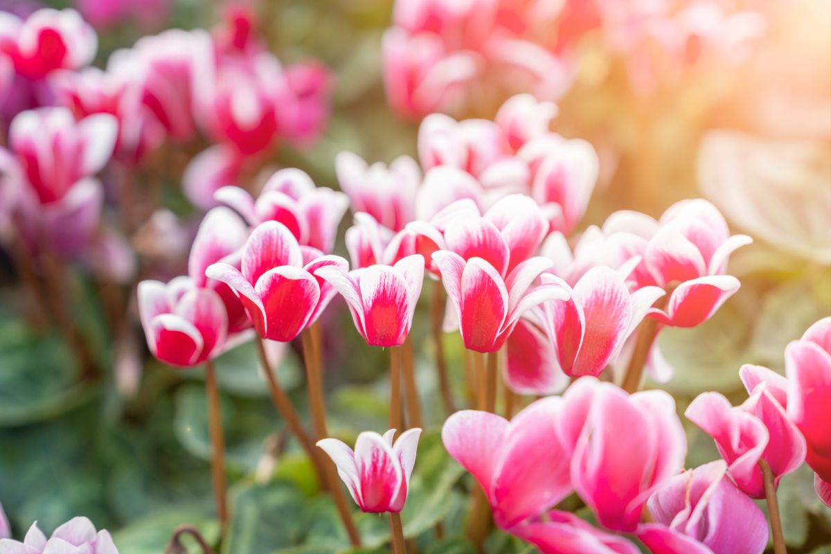 Pink flowering cyclamen plants