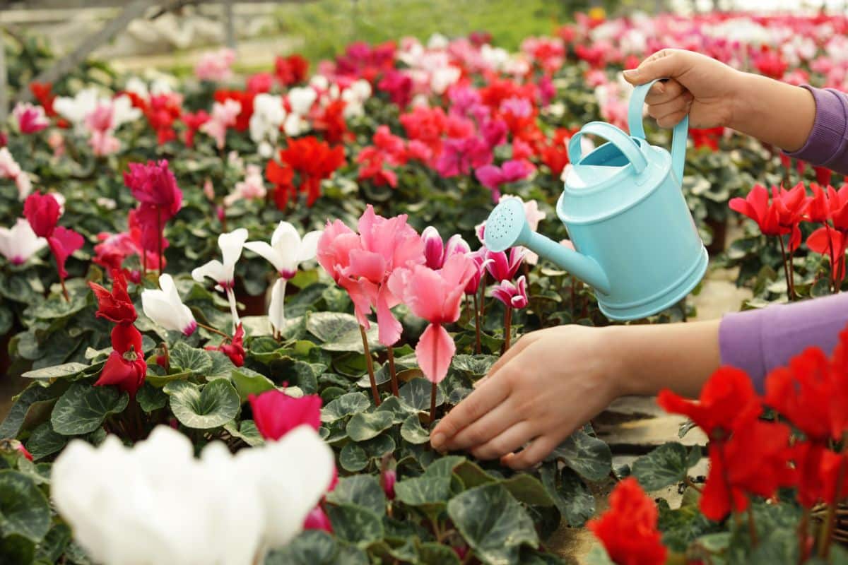 Watering a cyclamen plant