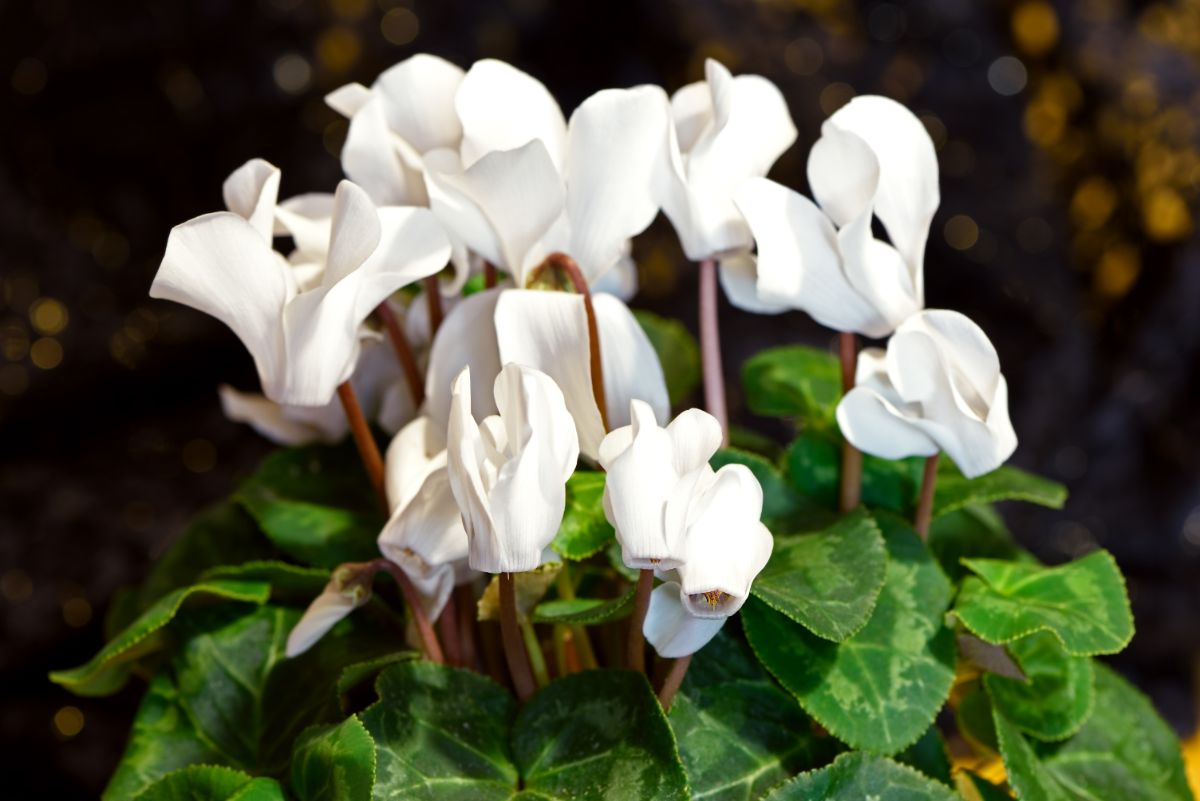 White flowering cyclamen plant