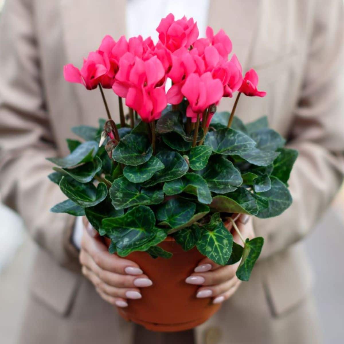 A woman holds a red cyclamen plant in a pot.