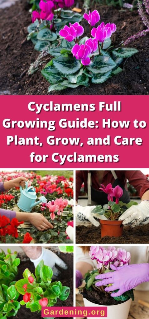 Cyclamens Full Growing Guide: How to Plant, Grow, and Care for Cyclamens pinterest image.