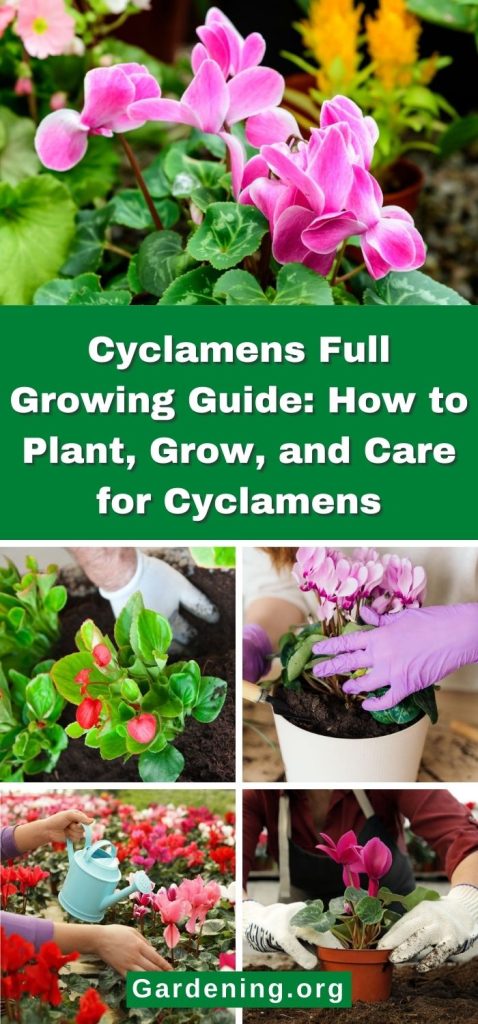 Cyclamens Full Growing Guide: How to Plant, Grow, and Care for Cyclamens pinterest image.