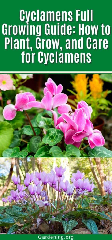 Cyclamens Full Growing Guide: How to Plant, Grow, and Care for Cyclamens pinterest image.