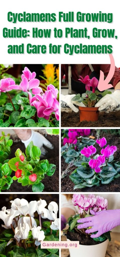 Cyclamens Full Growing Guide: How to Plant, Grow, and Care for Cyclamens pinterest image.