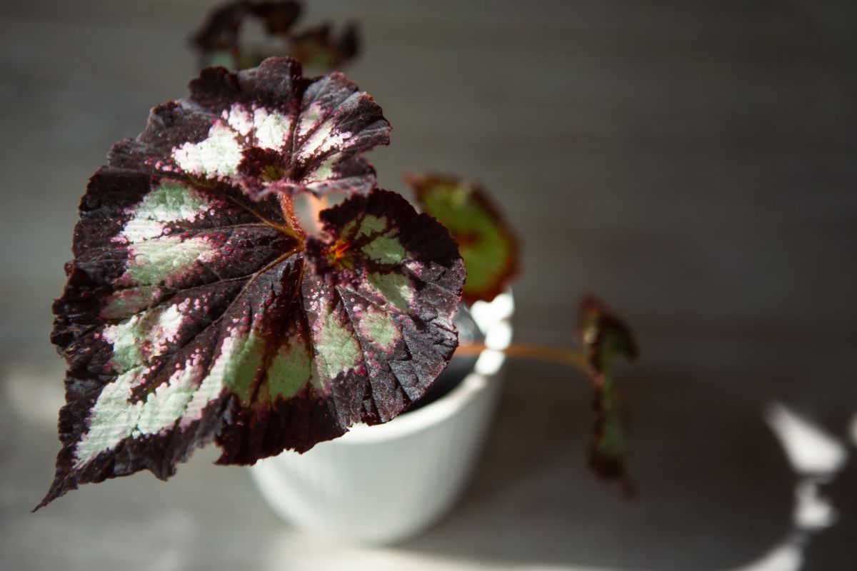 Deeply patterned begonia houseplant