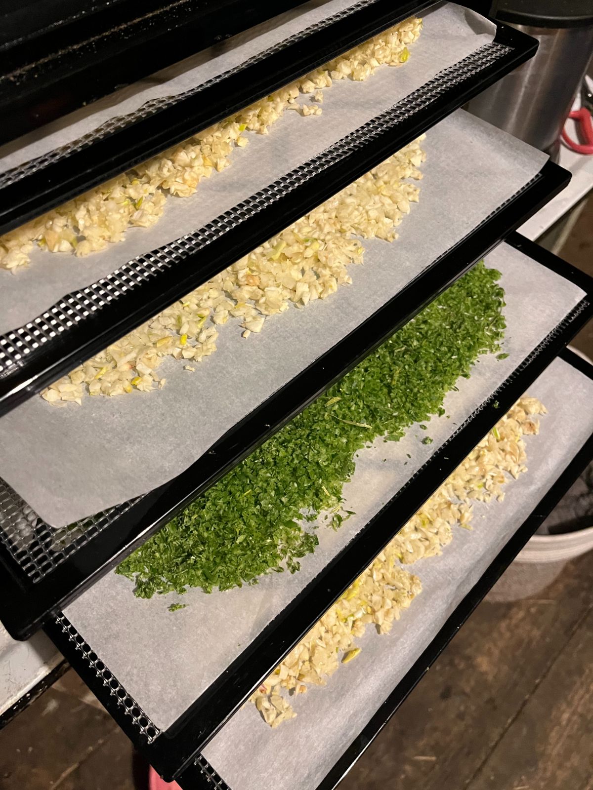 Trays of garlic and scapes dehydrating