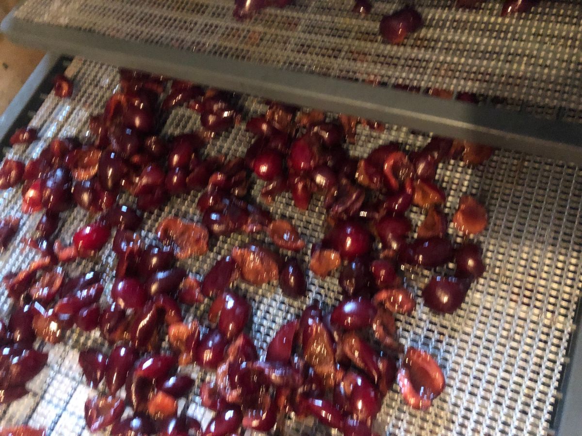 Cherries on a dehdyrator tray