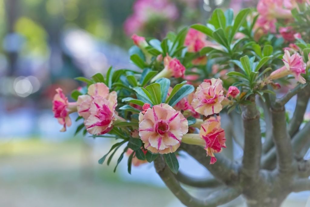 Desert Roses Full Growing Guide (Plant, Grow, and Care) - Gardening