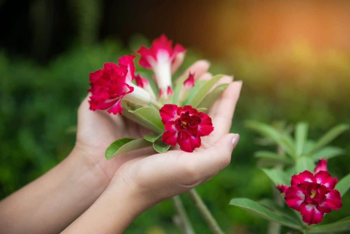 A woman holding desert rose flowers in her hands