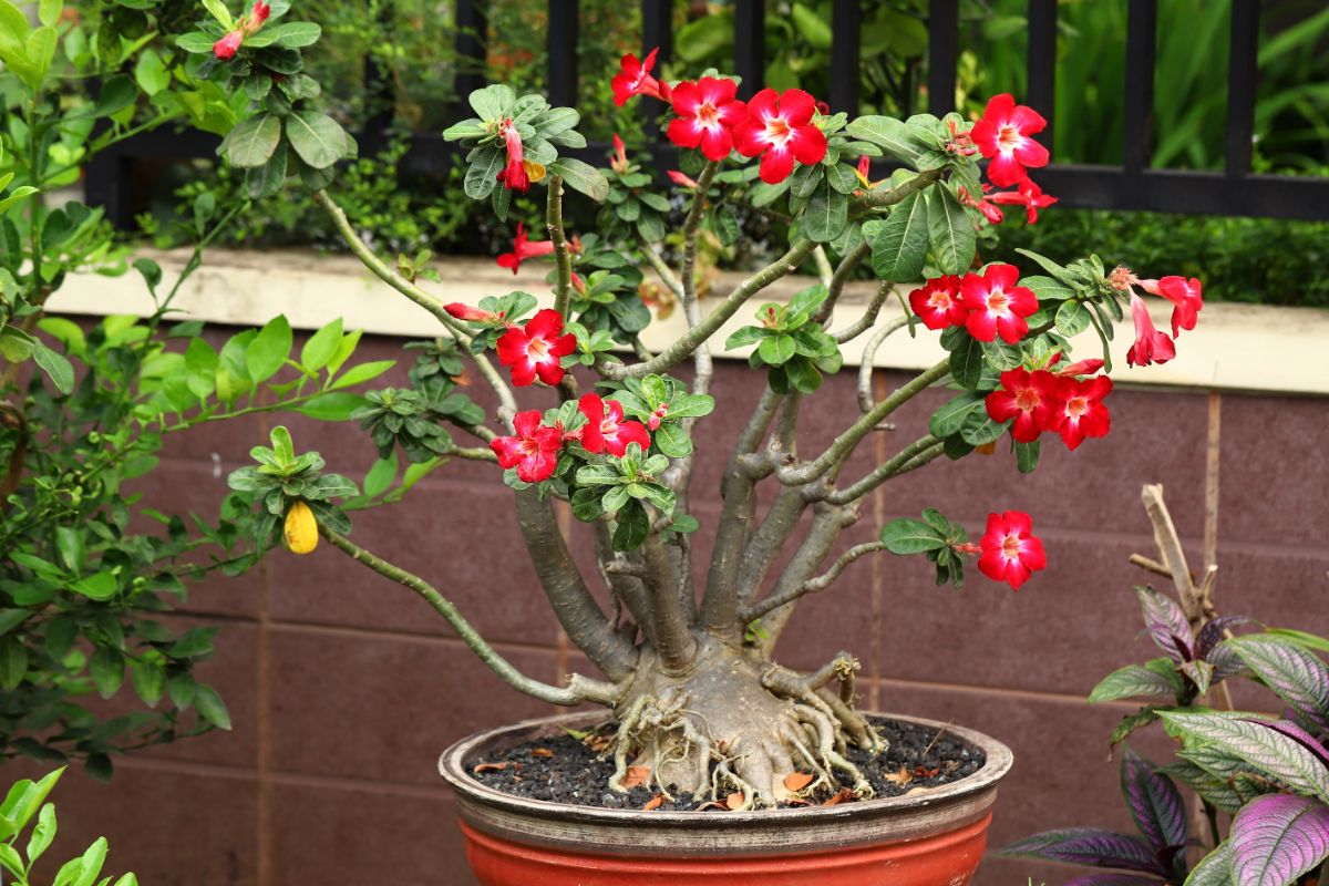 A potted desert rose
