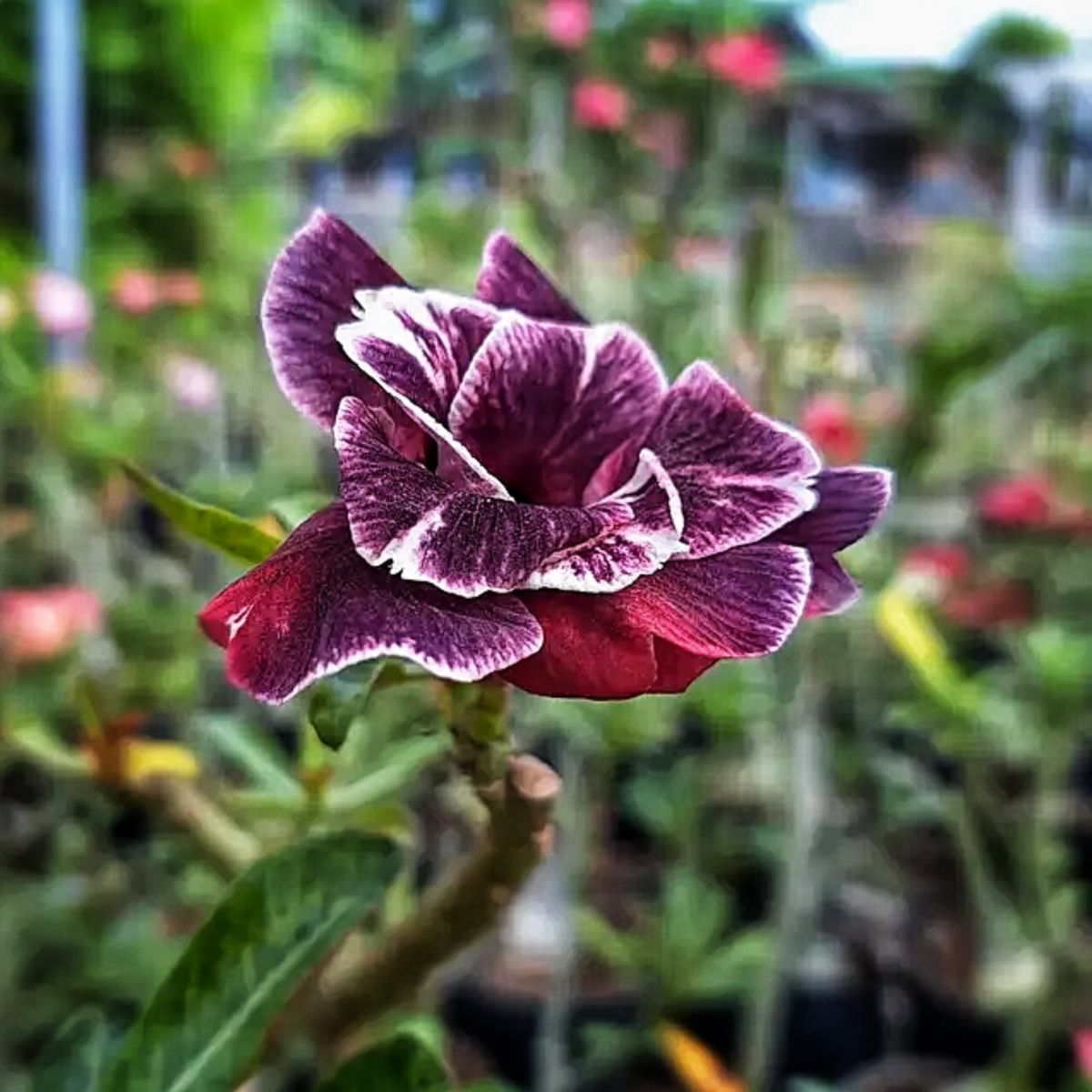 A purple flowering desert rose