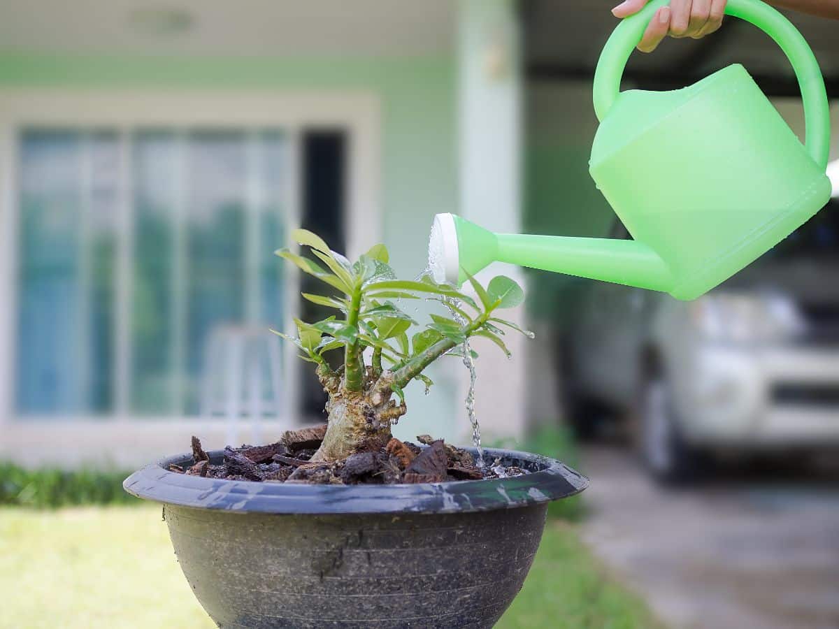 Watering a desert rose plant