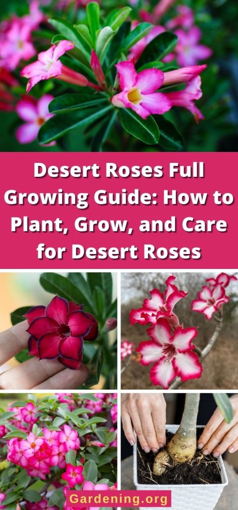Desert Roses Full Growing Guide: How to Plant, Grow, and Care for Desert Roses pinterest image.