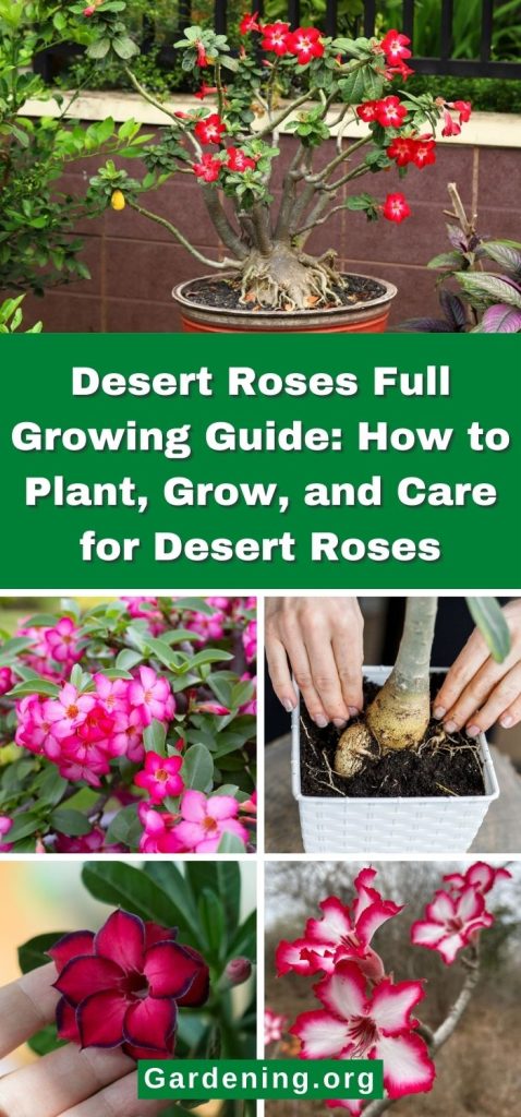 Desert Roses Full Growing Guide: How to Plant, Grow, and Care for Desert Roses pinterest image.