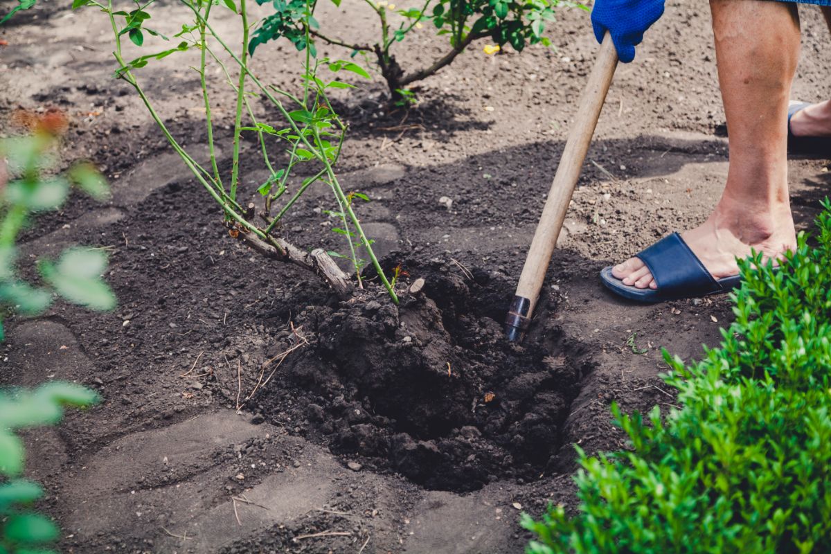 A person digs up a rose bush that needs to be moved