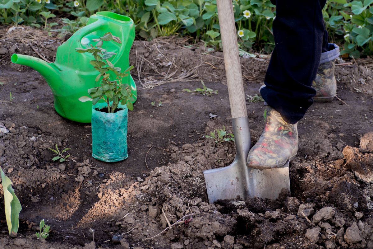 A gardener digs a hole to transplant an old rose bush into