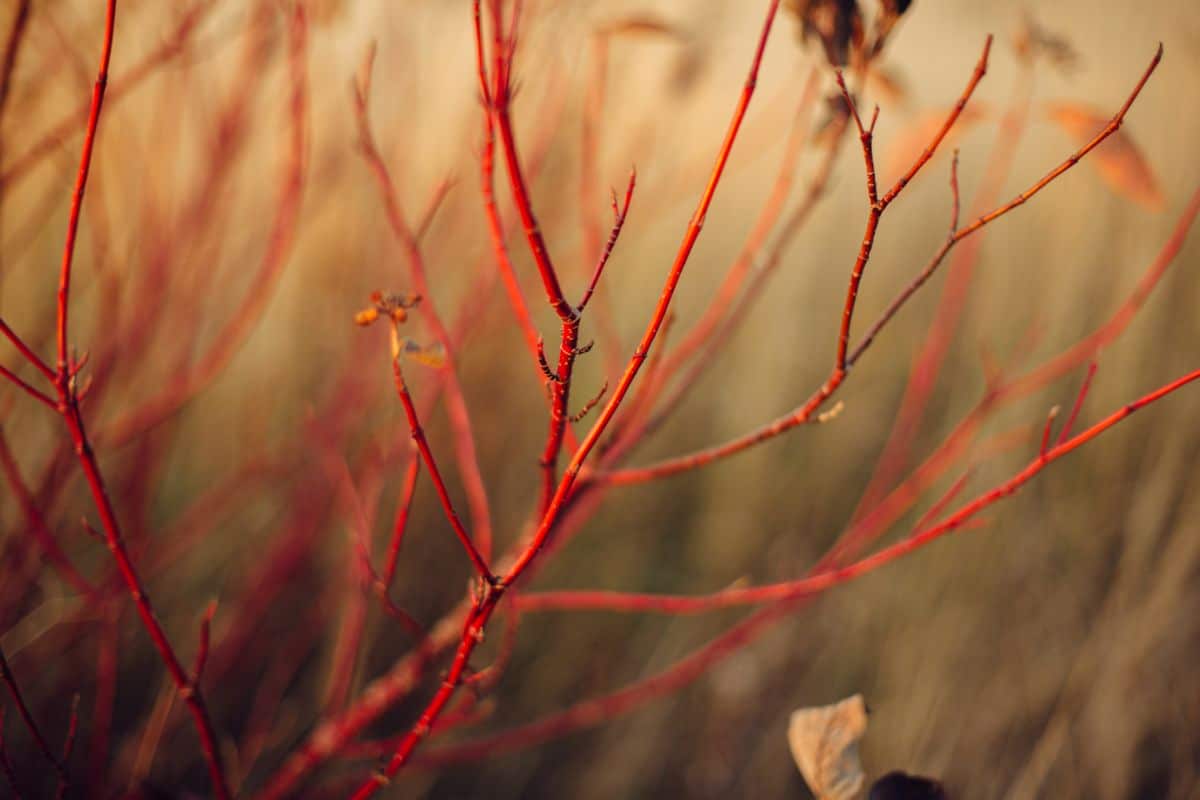 Silver Birch twig & buds, Rather slender, reddish twigs wit…