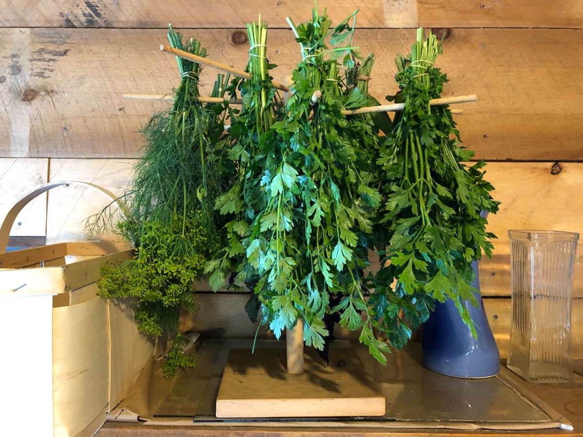 Herbs drying on a pasta rack