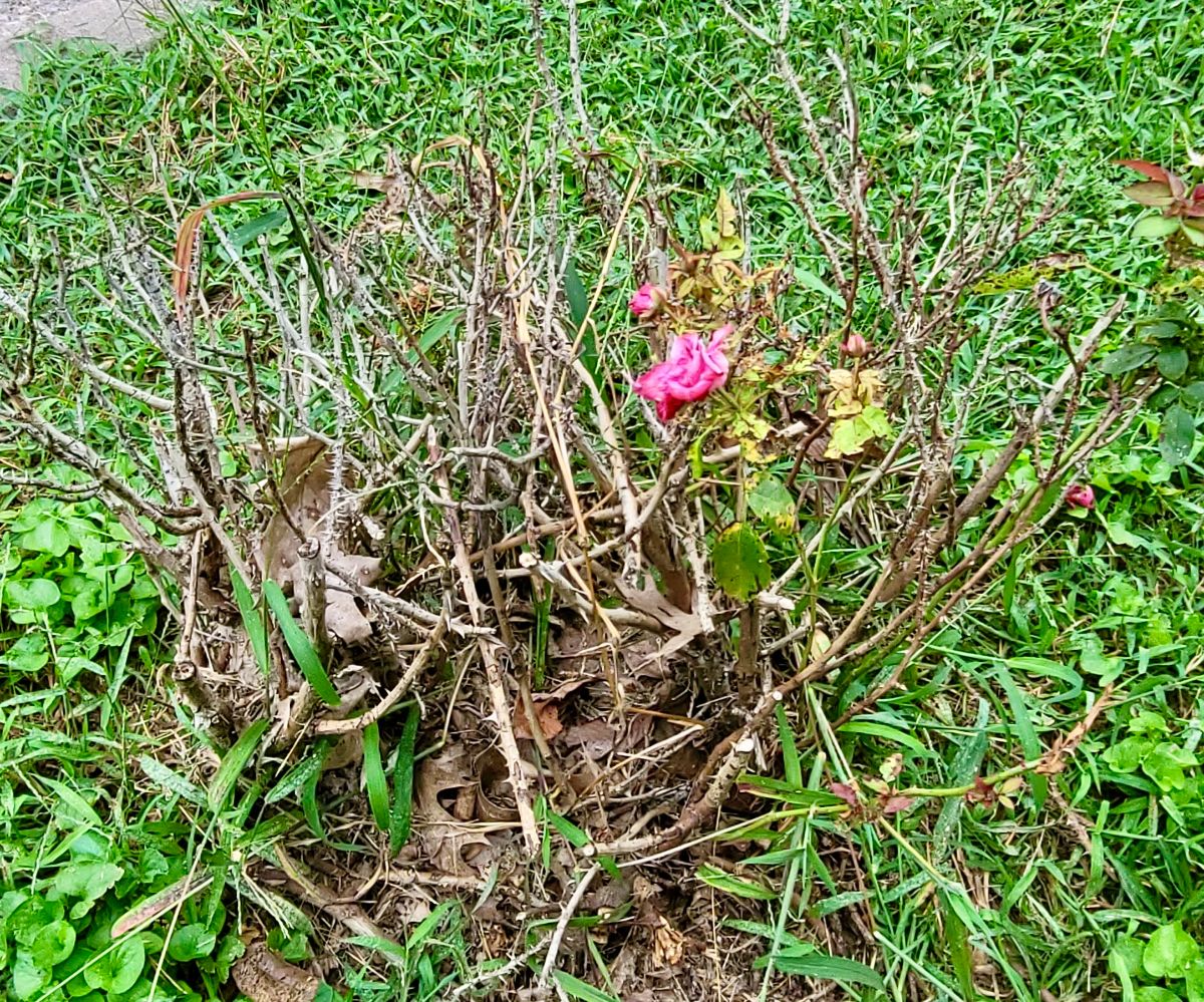 An almost dead rose with rose rosette disease