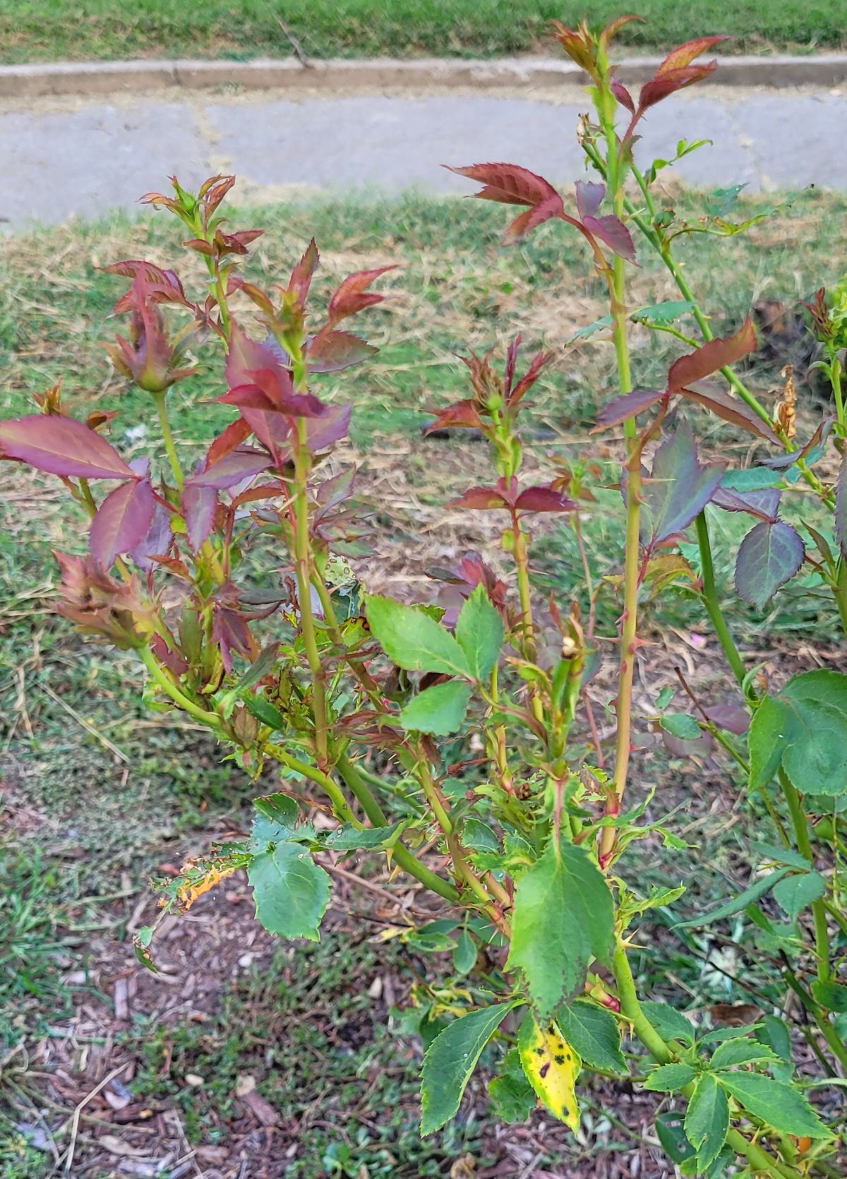 Long canes a sign of rose rosette disease