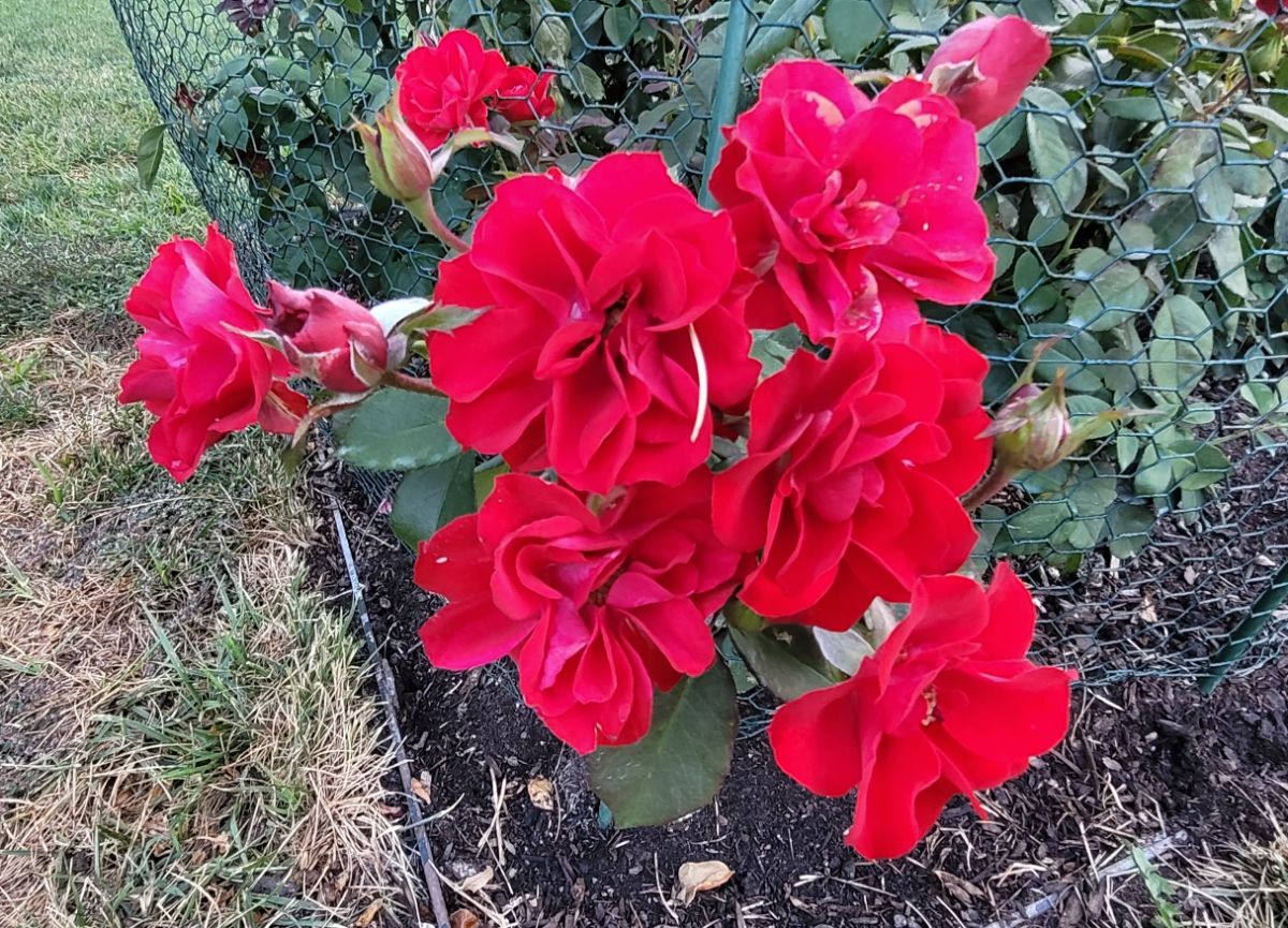 Red Europeana Rose