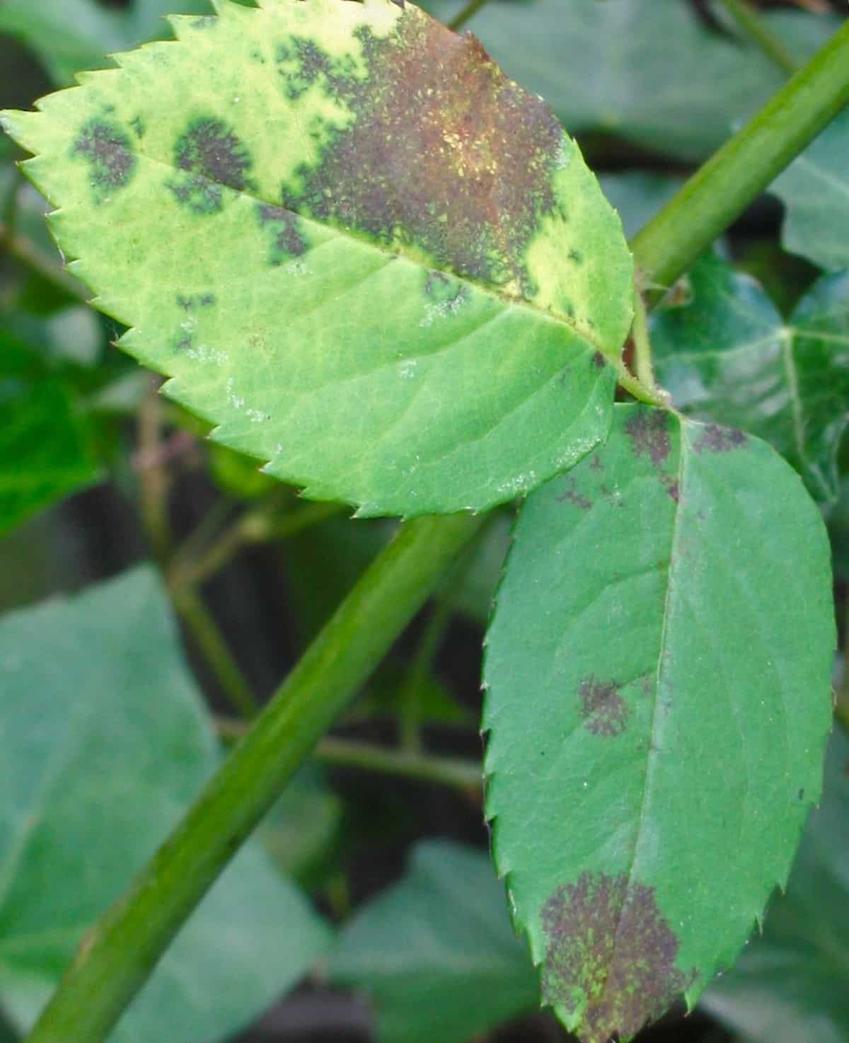 Blackspot afflicting a rose leaf.