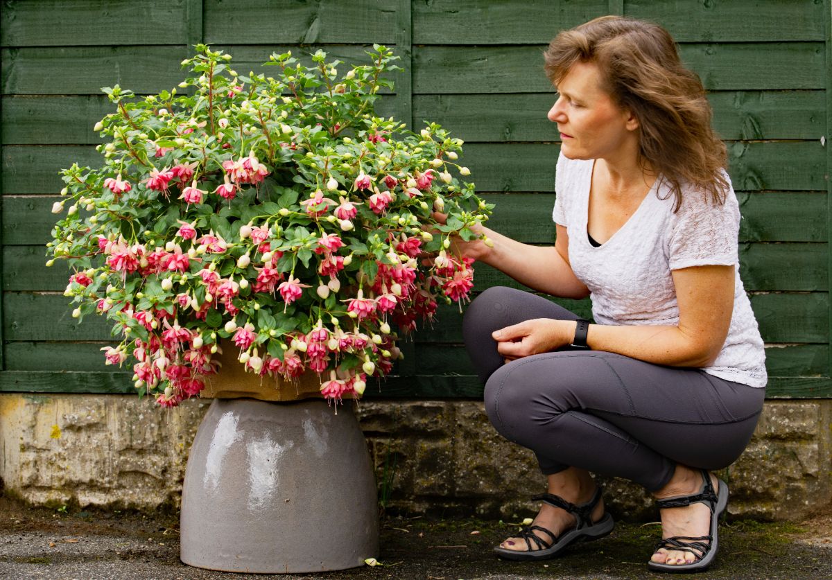 A well tended fuchsia plant.